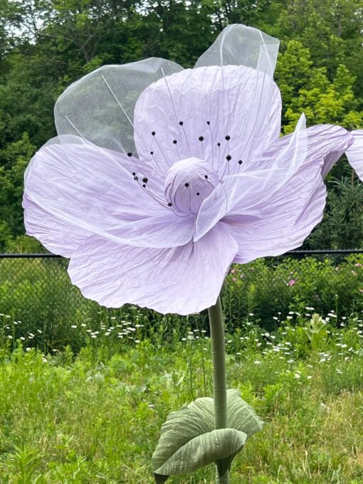 lavender silk poppy