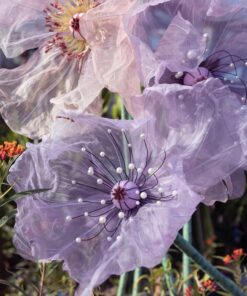 Purple Silk Poppy