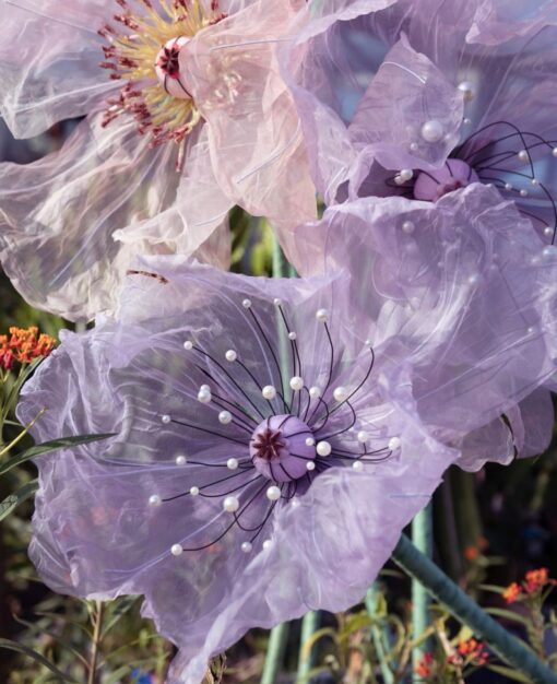 image of a Purple Silk Poppy