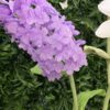 Delphinium Giant Silk Flower