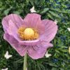 image of a Poppy Standing Flower