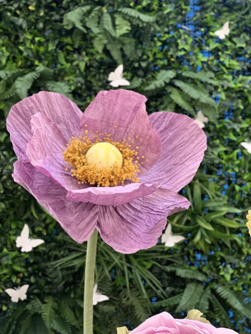 image of a Poppy Standing Flower