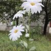 3 Giant Daisy Blooms
