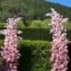 Pink Floral Arch Cascade