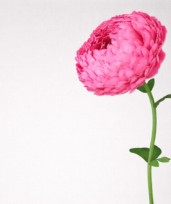 hot pink giant flower