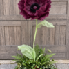 Giant burgundy poppy flower with a sculptural green stem, oversized leaves, and a lush greenery base with ferns, ivy, and moss.